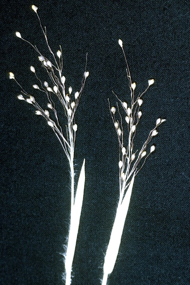 Dichanthelium ovale NRCS-001