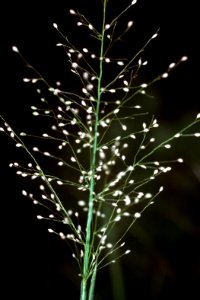 Dichanthelium scoparium NRCS-001