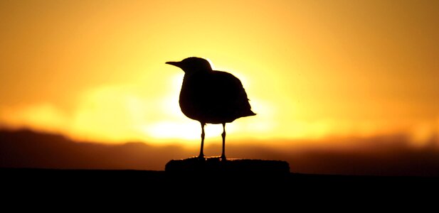 Bird dawn sunset photo