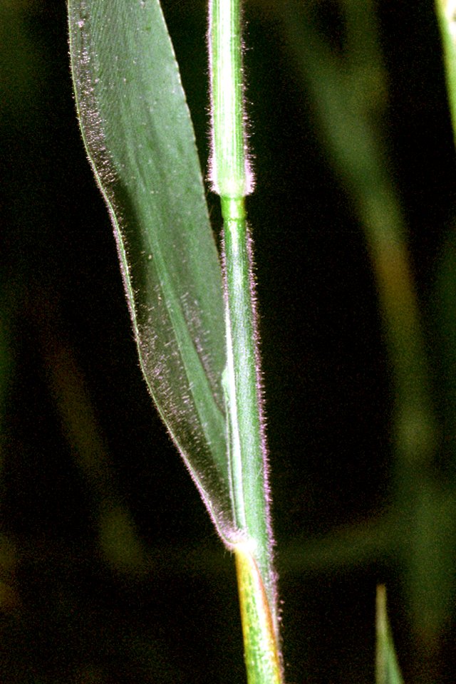 Dichanthelium scoparium NRCS-002