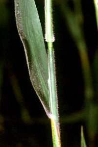 Dichanthelium scoparium NRCS-002