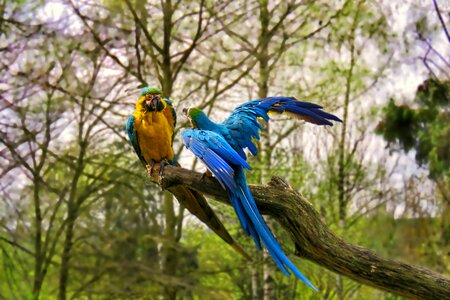 Tree parrots lecture photo