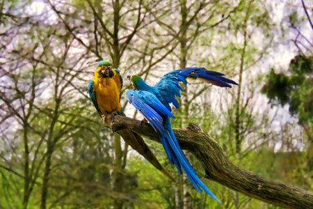 Tree parrots lecture
