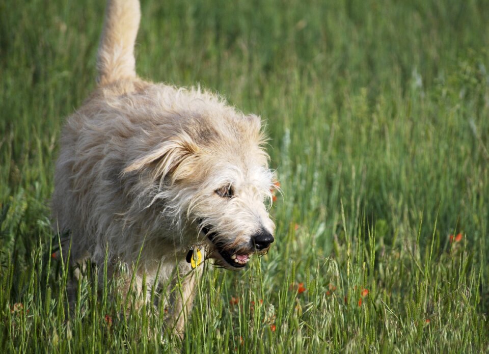 Animal canine mixed