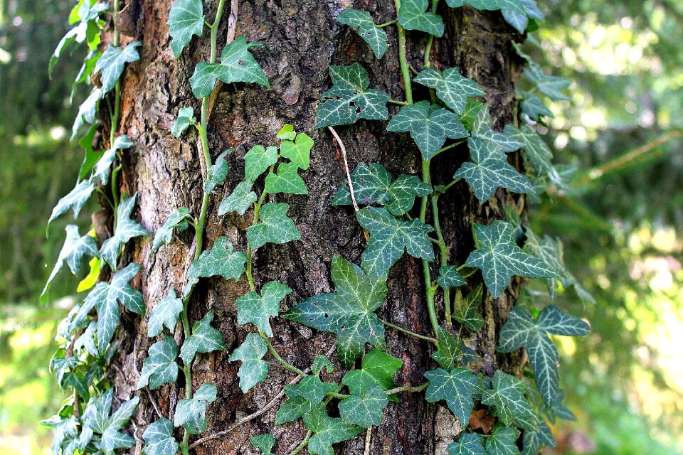Holiday nature leaf