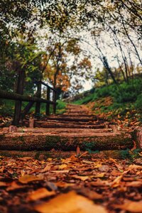 Stairs highland trees photo