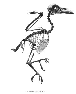 Dicrurus leucops 26