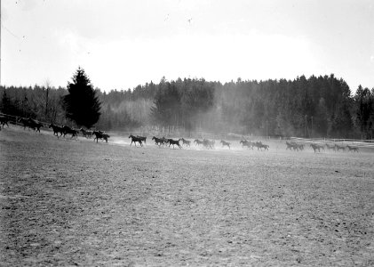 Die amerikanischen Pferde rasen über die Weide - CH-BAR - 3238387 photo
