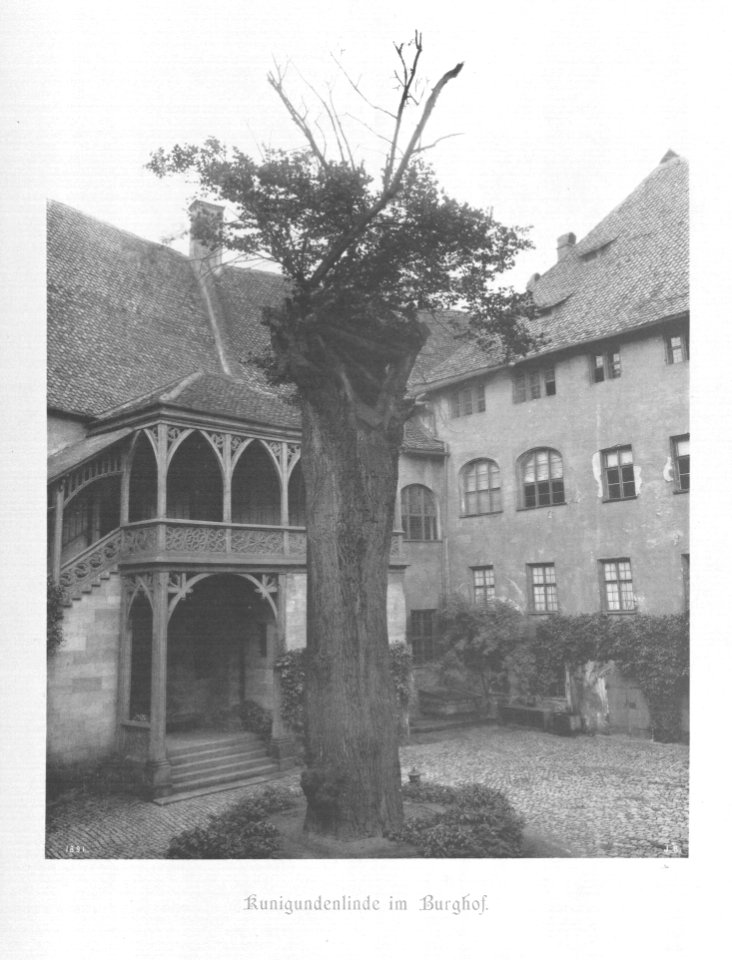 Die Baudenkmäler der Stadt Nürnberg 001 Kunigundenlinde im Burghof