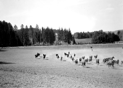 Die amerikanischen Pferde rasen über die Weide - CH-BAR - 3238386 photo