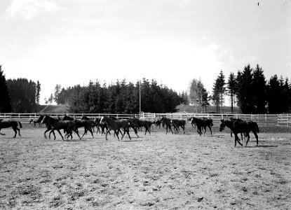 Die amerikanischen Pferde auf der Weide - CH-BAR - 3238385 photo