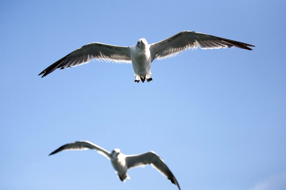 Birds the gull on the sea flight
