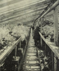 Die Gartenbauschule von Yella Hertzka 1926 (Treibhaus)