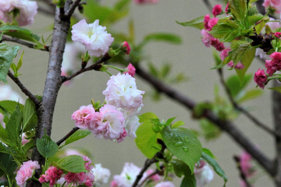 Spring springtime bloomed anew vibrant