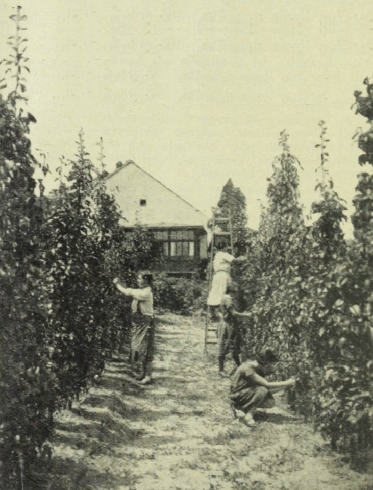Die Gartenbauschule von Yella Hertzka 1926 (Obstspalier)