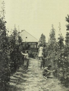 Die Gartenbauschule von Yella Hertzka 1926 (Obstspalier)