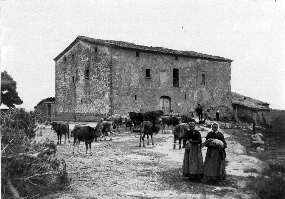 Dones amb un ramat de bous i vaques davant d'una masia de Solsona