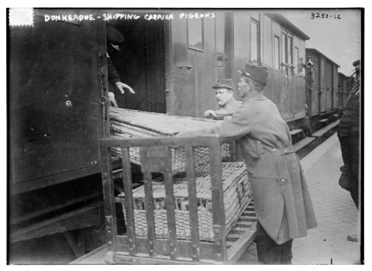 Donkerque (i.e., Dunkerque) - shipping carrier pigeons LCCN2014697657 photo