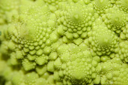 Flora broccoli food