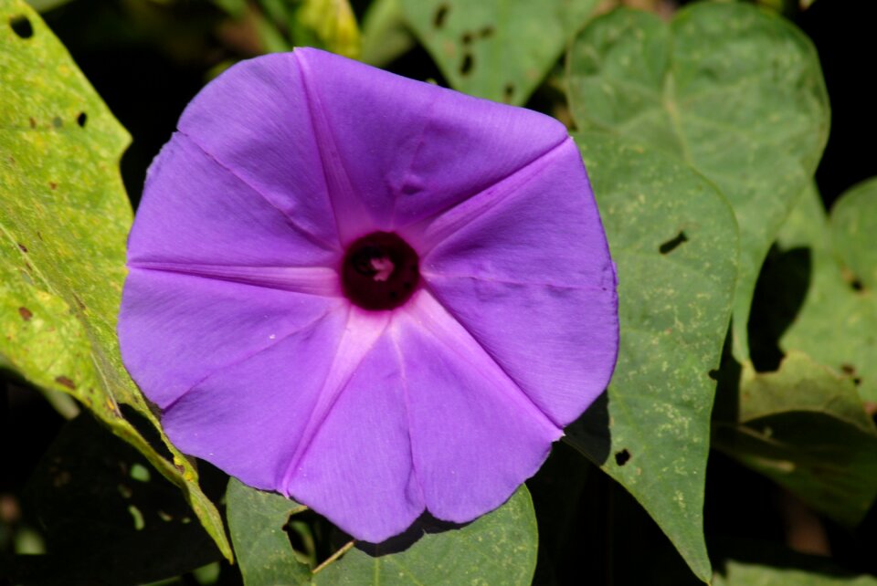 Flowers tlapa de comonfort gro