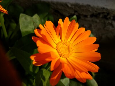 Flowers isolated flower isolated blossom