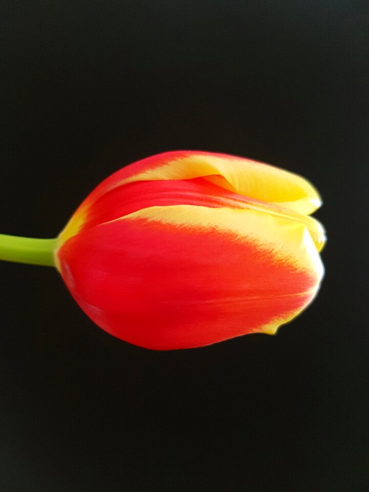 Flower nature black background
