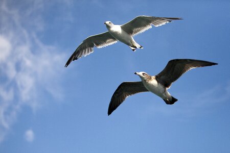 Birds the gull on the sea flight