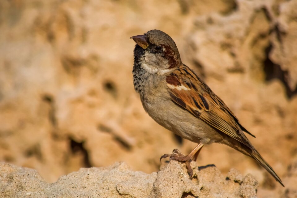 Wildlife outdoors animal