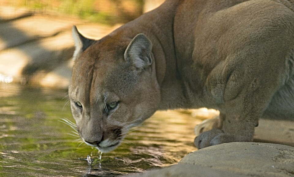 Predator eyes close