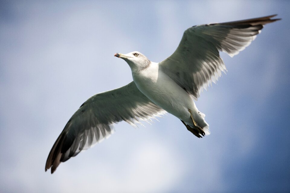 Birds the gull on the sea flight photo