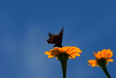 Insect tlapa de comonfort gro