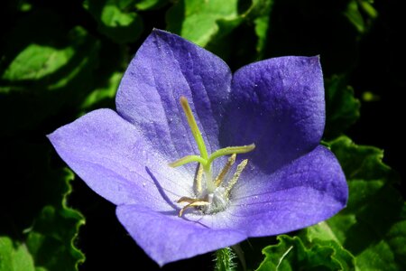 Plant garden blue