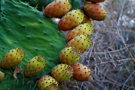 Prickly pear prickly greece