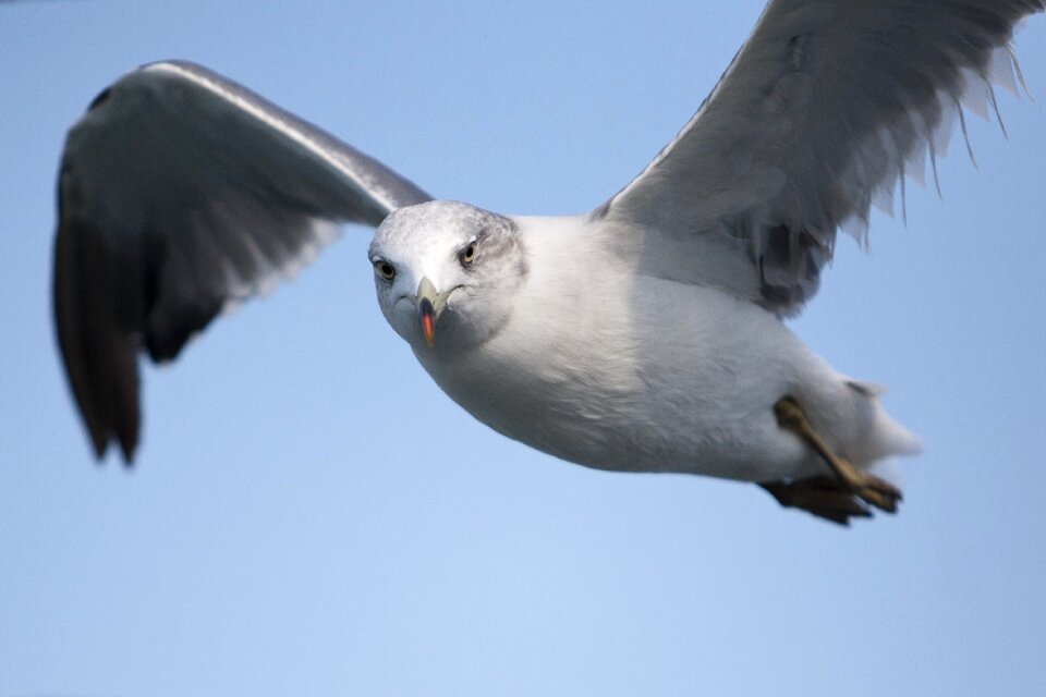 Birds the gull on the sea flight