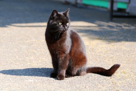 Black cat shadow animal photo