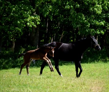 Young animal meadow mare