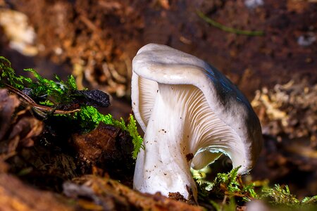 Mushroom picking disc fungus lamellar photo