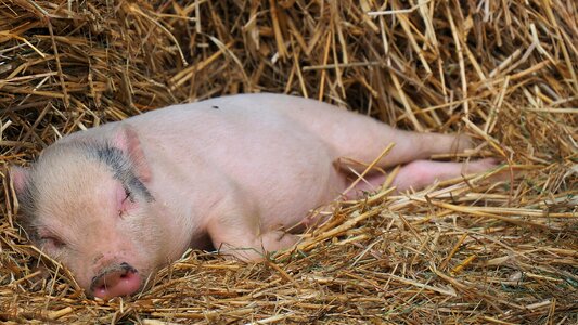 Straw piglet animals