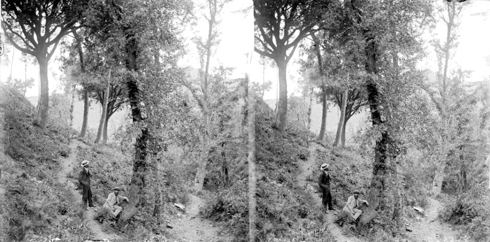 Dos homes al peu d'un arbre en un bosc prop de la font de Mas Guimbau