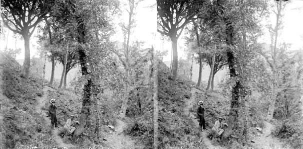 Dos homes al peu d'un arbre en un bosc prop de la font de Mas Guimbau
