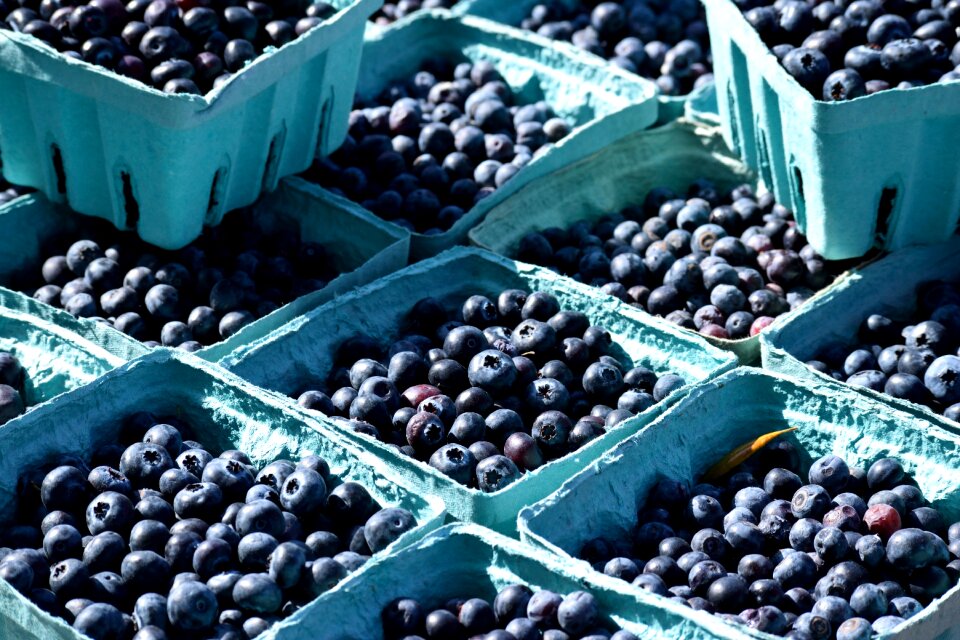 Food bilberry market