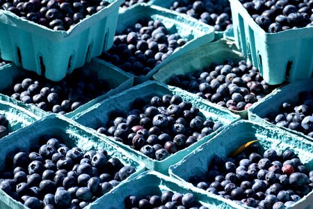Food bilberry market