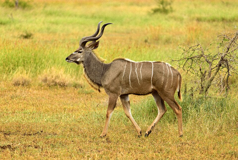 Elegant wildlife antelope
