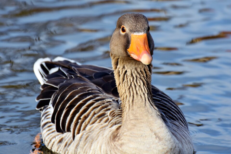 Greylag goose poultry bird