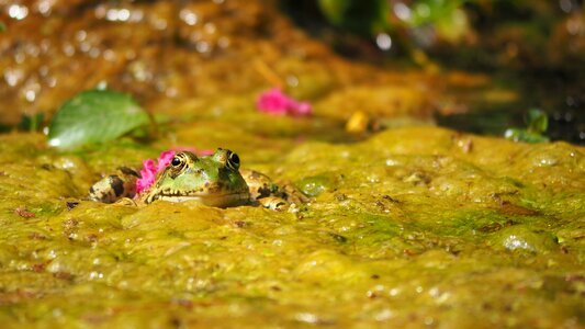 Gerardo frog pond