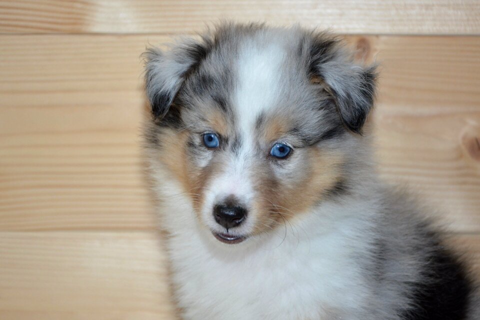 Color blue merle blue eyes young bitch olympus