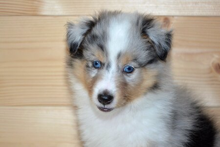 Color blue merle blue eyes young bitch olympus photo