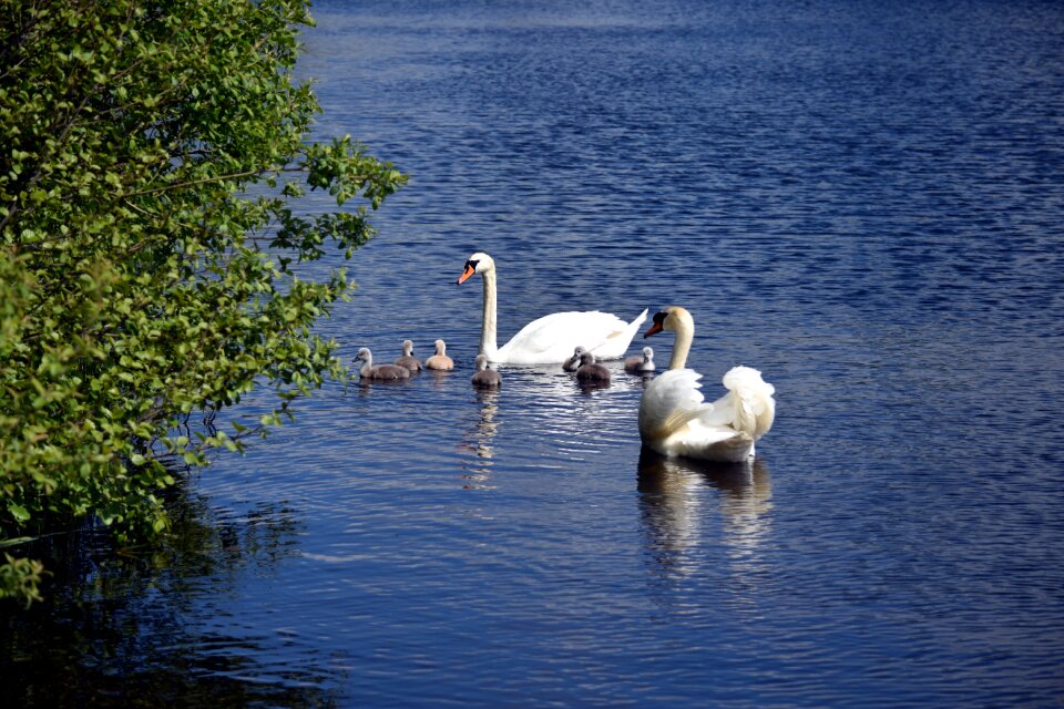 Water white swan baby swans