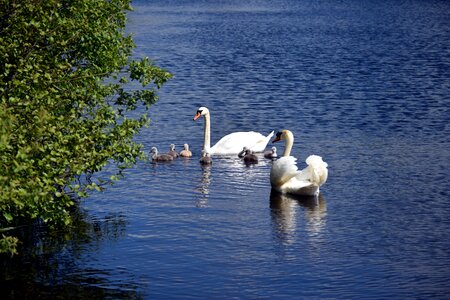 Water white swan baby swans photo
