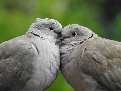 Sweethearts birds summer